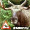 radmoose